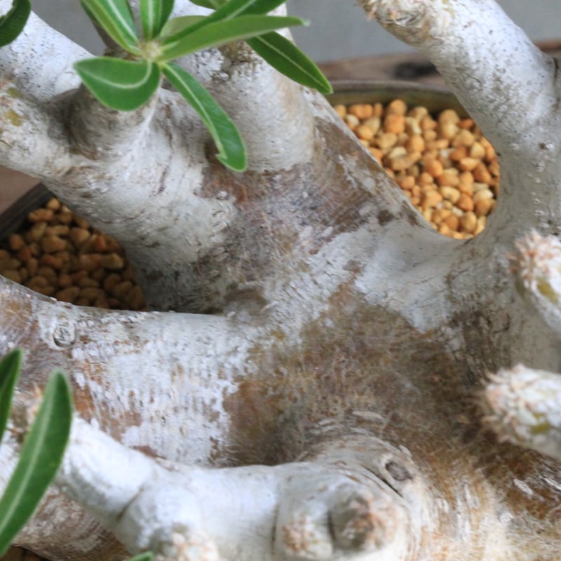 パキポディウム イノピナツム yaji²ポット | hanayoshi-botanical