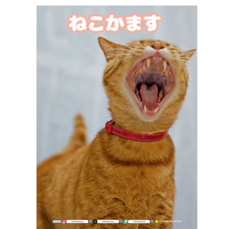 予約販売】 ねこかます 2025年 家計簿帳 CA25106 | ANISTAR