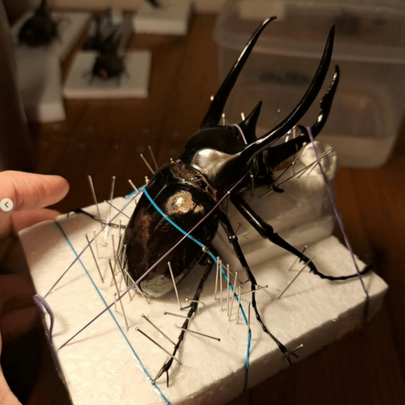 標本用死虫(パック標本) 】超特大コーカサスオオカブト♂100mmUP | 苔