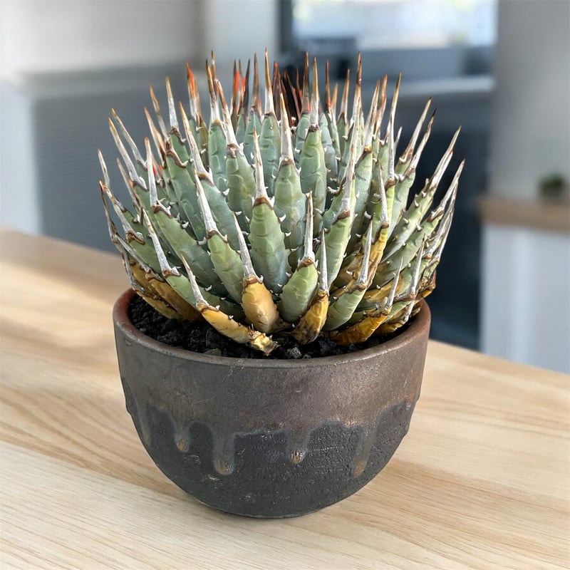 訳アリ特価！アガベ ユタエンシス エボリスピナ蕾型（（USA株）発根