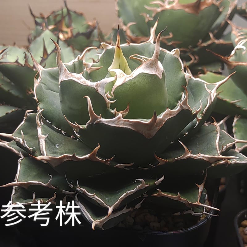 アガベ イラン株 NOVA （ノヴァ） | slow glower