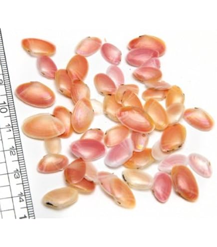 Amazon | 【小さな貝殻パーツ】サクラガイ 桜貝 さくら貝 | アクセサリ