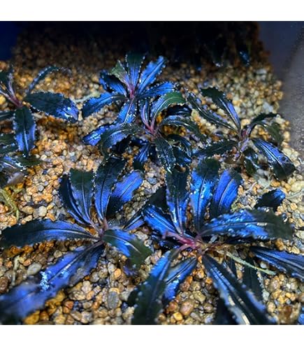 Amazon.co.jp: ブセファランドラ ソルディデュラブルー Bucephalandra