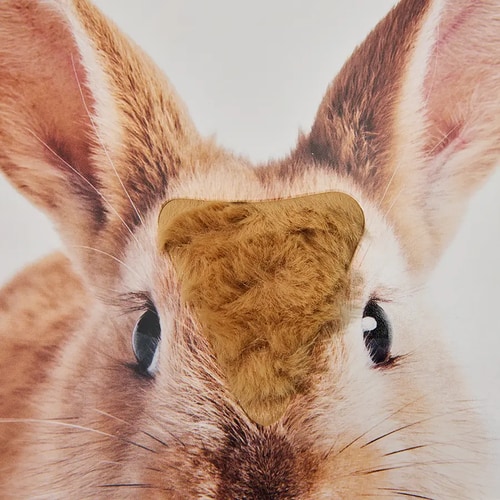 Are You A Koala? | KiwiCo