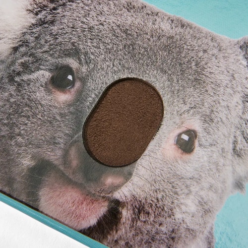 Are You A Koala? | KiwiCo