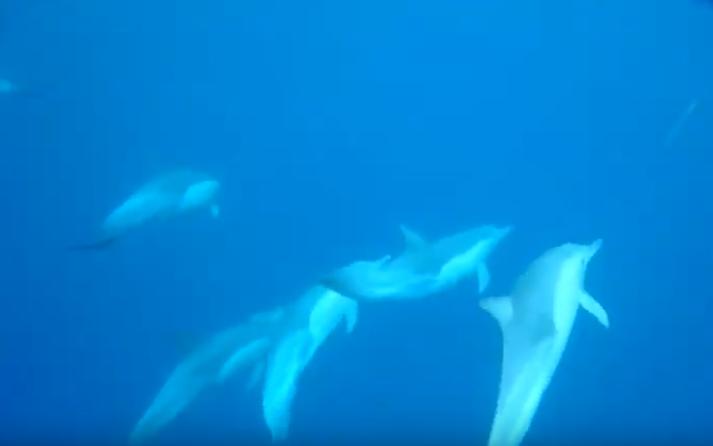 土佐市宇佐沖にイルカの群れ！釣り客が美しい水中動画を撮影 | 高知新聞