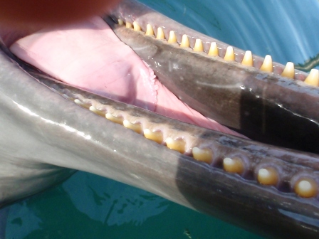 イルカの歯 | Okinawa Marine Research Center