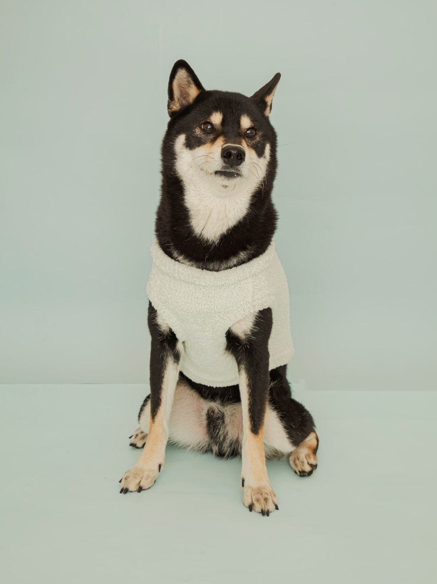 CAT&DOG】柴犬ジャガードプルオーバー(ウェア)｜ルームウェア