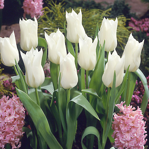 園芸ネット本店｜チューリップ（ゆり咲）：ホワイトトライアンファター
