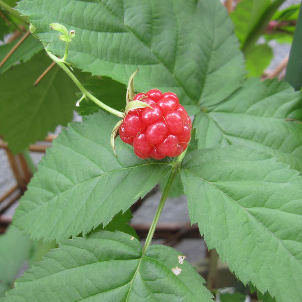 園芸ネット本店｜ラズベリー（トゲなし）：グレンアンプル4～5号ポット