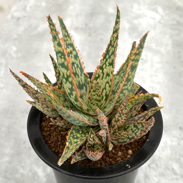 園芸ネット本店｜アロエ：DWアロエ ハイブリッド実生選抜株 繁殖苗NO.3