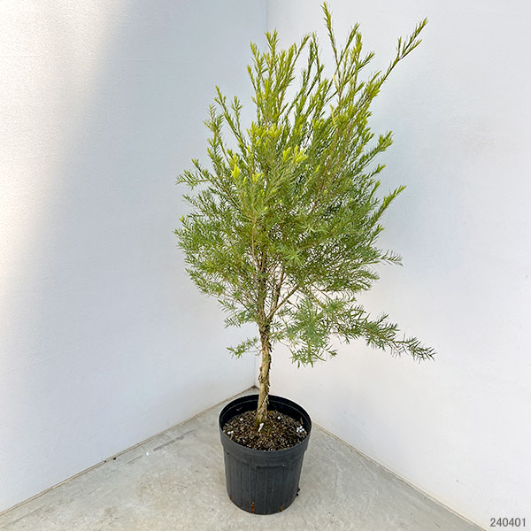 園芸ネット本店｜メラレウカ：スノーインサマー8号ポット の通販【公式】