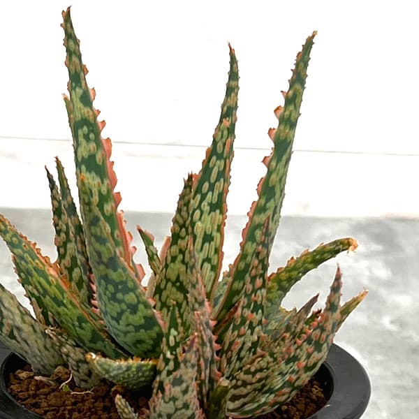 園芸ネット本店｜アロエ：DWアロエ ハイブリッド実生選抜株 繁殖苗NO.3