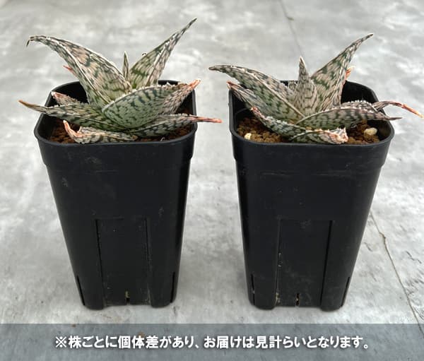 園芸ネット本店｜アロエ：DWアロエ ハイブリッド実生選抜株 繁殖苗NO.6