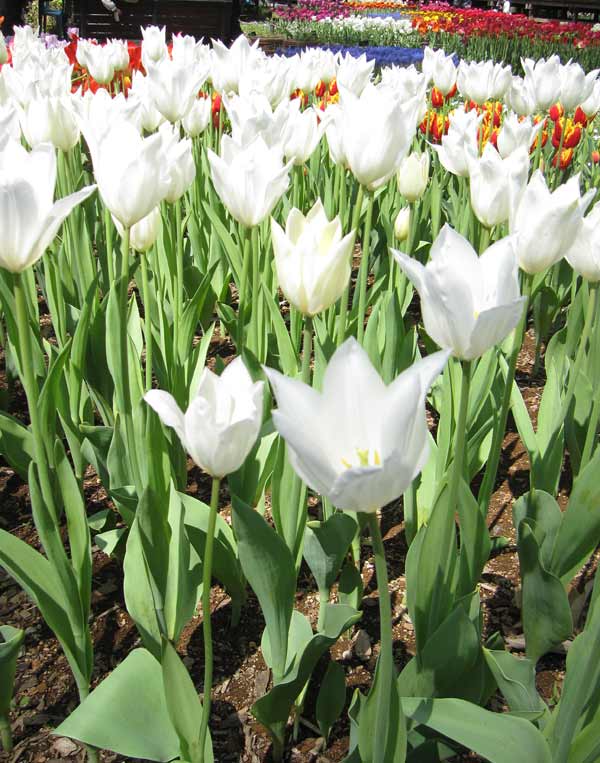 園芸ネット本店｜チューリップ（ゆり咲）：ホワイトトライアンファター