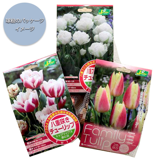 園芸ネット本店｜チューリップ（ゆり咲）：ホワイトトライアンファター