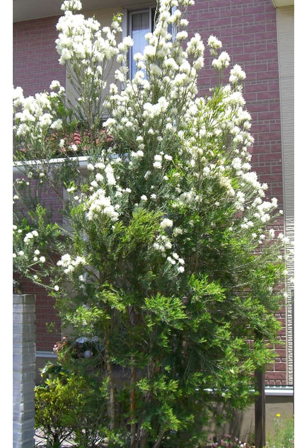 園芸ネット本店｜メラレウカ：スノーインサマー8号ポット の通販【公式】