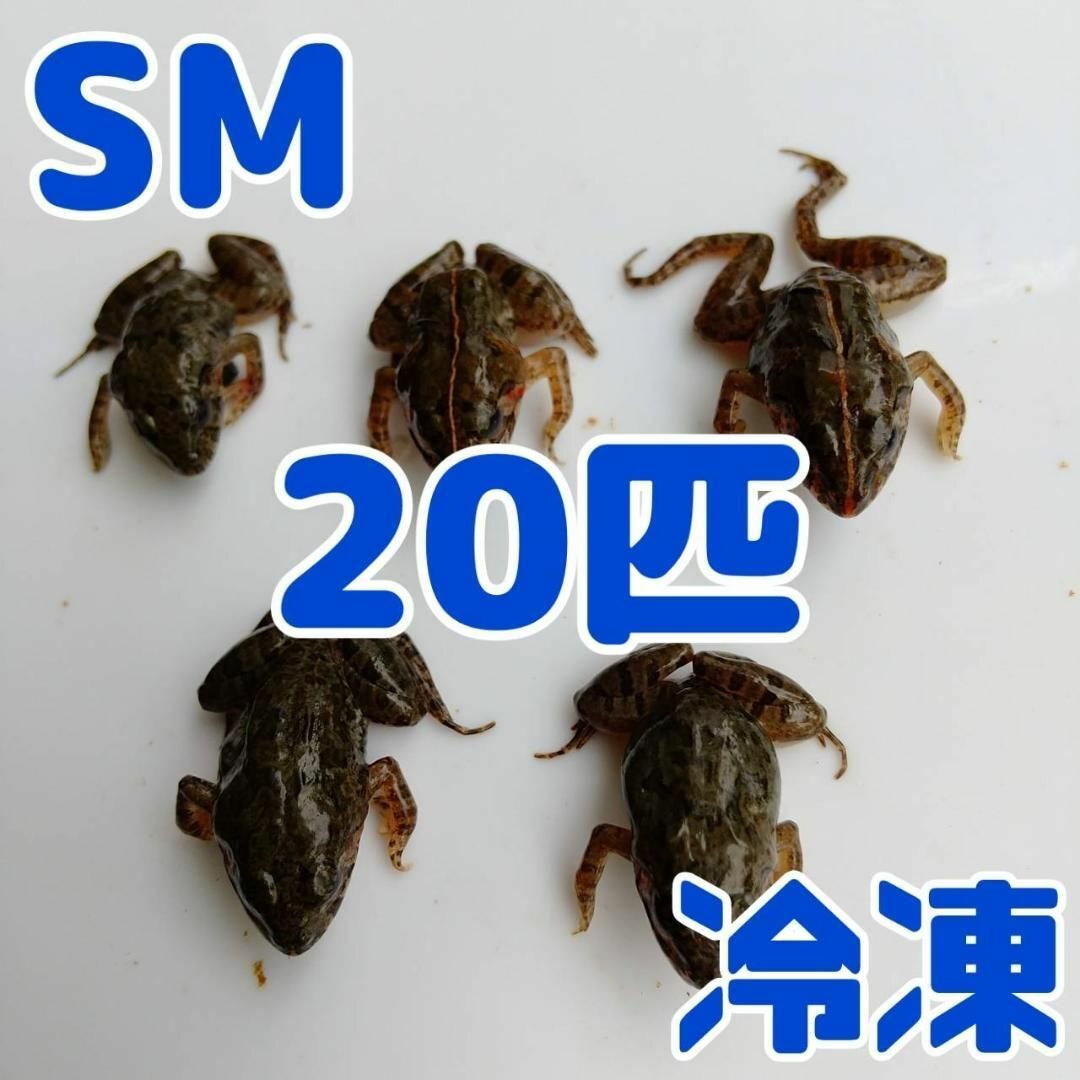 国産】冷凍カエル 餌 SM 20匹 胴長2.5~3cm ヌマガエル ヘビ用 蛇の通販
