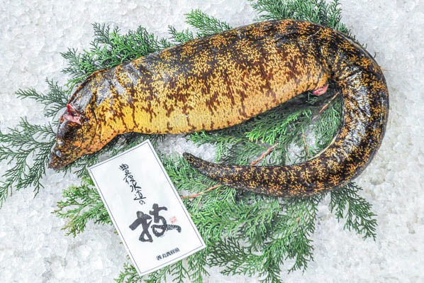 ウツボ（釣物） 【業務用食材の仕入れなら八面六臂】