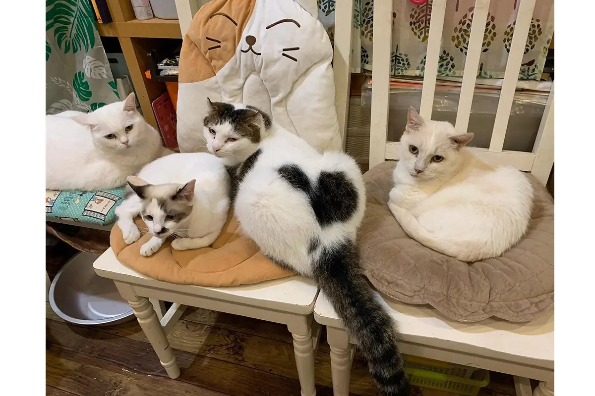 神戸の猫カフェおすすめ11選！三ノ宮や元町で抱っこできる癒やし