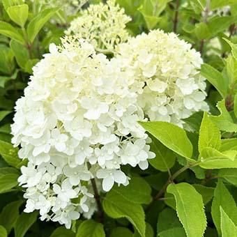 ハイドランジア・リビングシュガーラッシュ－岩崎園芸