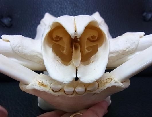 ☆即納☆ アフリカ便！高品質 イボイノシシ 成獣の頭骨（XLサイズ