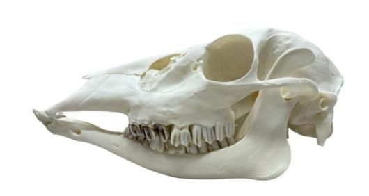 高品質！インドシナのニホンジカの全身骨格標本 - 頭骨・骨格標本