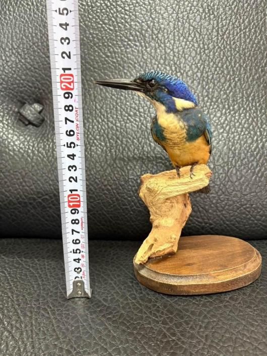 I 様限定】 ハシグロカワセミ 剥製標本 - 頭骨・骨格標本・剥製販売