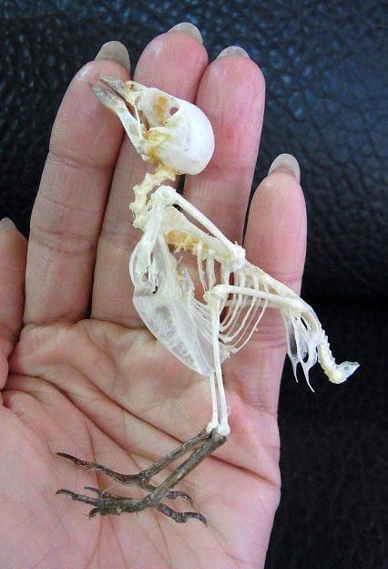 ☆即納☆ スズメの骨格標本（こちらの商品は自立しません） - 頭骨