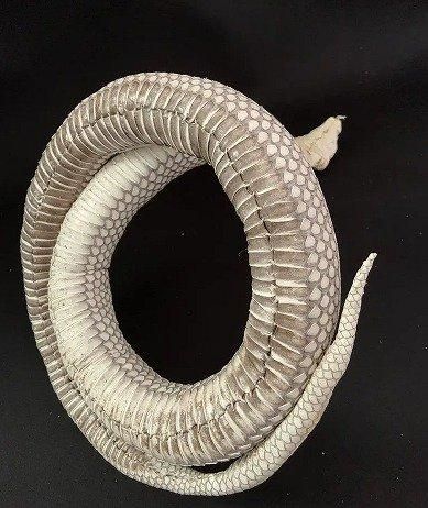 コブラの剥製 - 頭骨・骨格標本・剥製販売 【Core-Box】