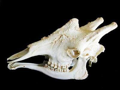 キリン 頭骨 レプリカ - 頭骨・骨格標本・剥製販売 【Core-Box】