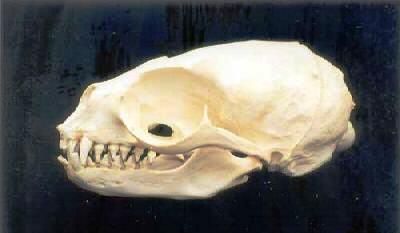 アナンキョクオットセイ 頭骨 レプリカ - 頭骨・骨格標本・剥製販売