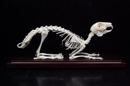 希少】値下げ！イルカ スナメリ10本セット 背骨 椎骨 標本 骨格標本