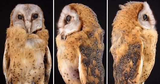 即納☆ メンフクロウ 剥製 ☆レア - 頭骨・骨格標本・剥製販売 【Core