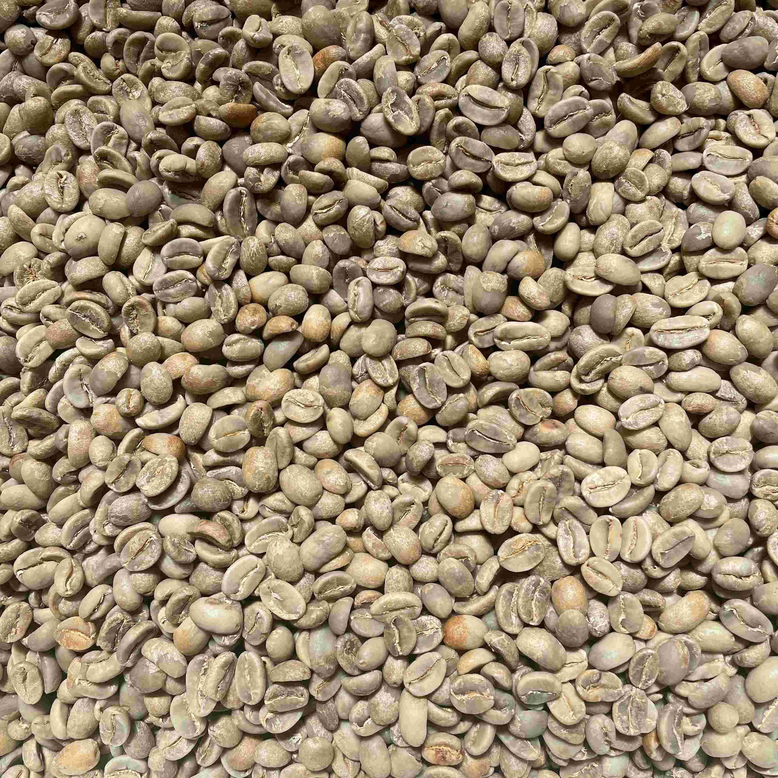 コーヒー生豆 | 東ティモール・エルメラ産 - オーガニックコーヒー