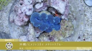 30W 東熱 ブルーライト紫外線殺菌灯(石英管あり)[当店稼働中] - REEF
