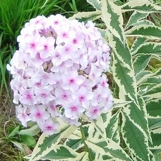 新品】高級手芸スキルスクリーン NO.92 忘れな草 新品】高級手芸スキル