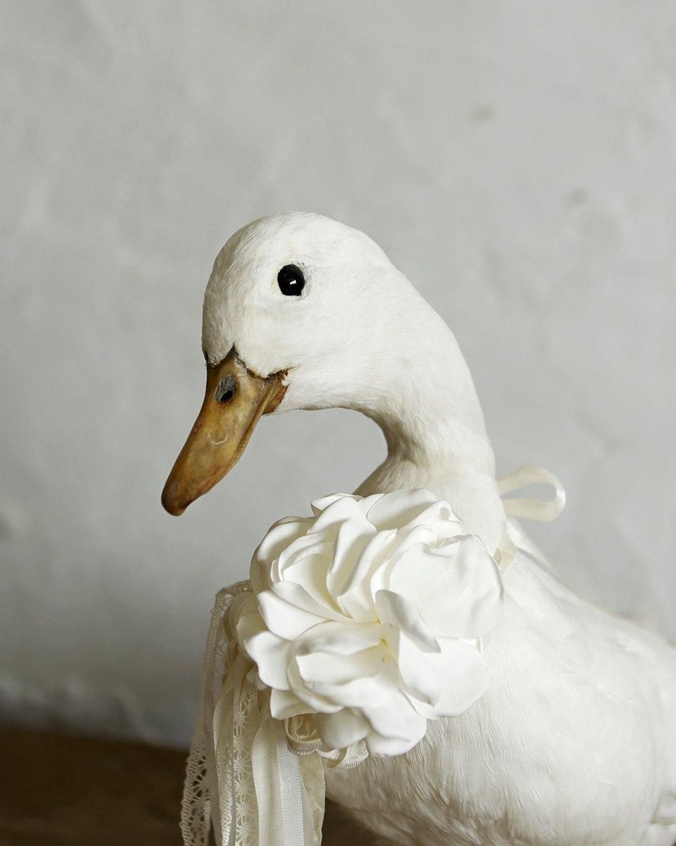 フランスアンティーク アヒルの剥製 | Antiques Knock