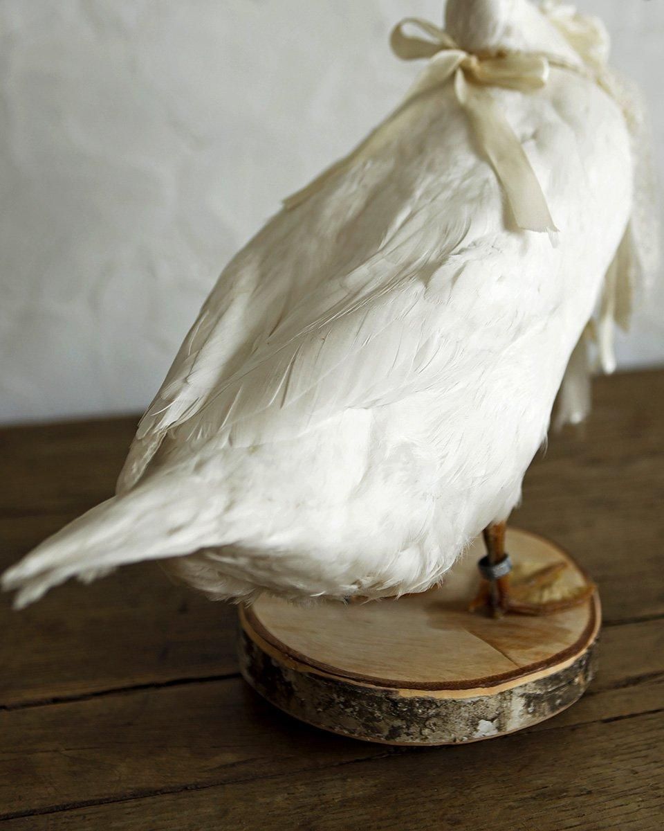 フランスアンティーク アヒルの剥製 | Antiques Knock