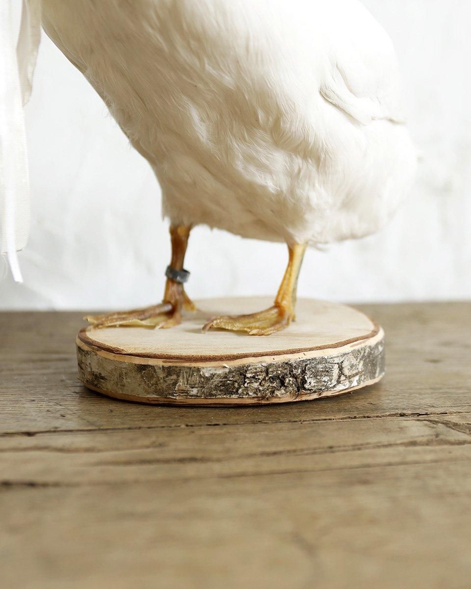 フランスアンティーク アヒルの剥製 | Antiques Knock