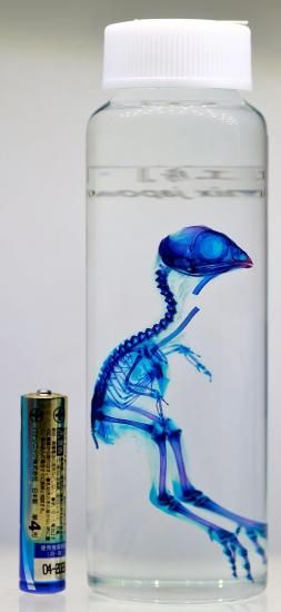 透明工房 ～生命の華～ ☆透明標本 製作・販売 学術指導☆