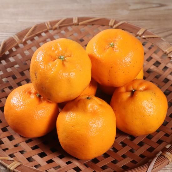 ポンカン化粧箱入り約5kg（約24～30玉） - 池之上果樹園 【かごしま