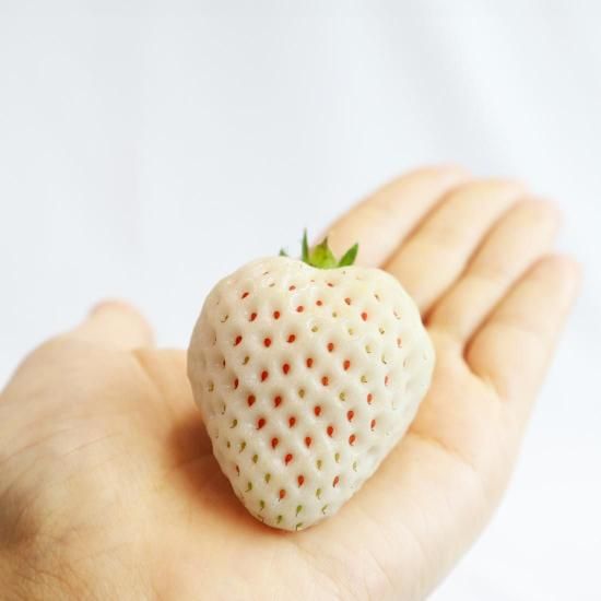 白いちご | 予約販売 - 【かごしまぐるり】鹿児島の名物・特産品を通販