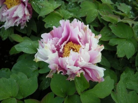 秋牡丹苗｜藤錦‐ 中村農園｜オリジナル牡丹育種｜島根県松江市│大根島