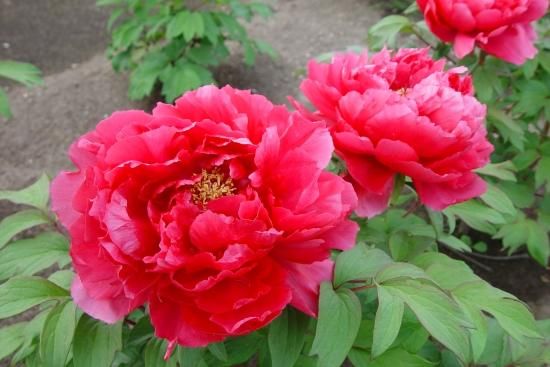 秋牡丹苗｜晃燿殿‐ 中村農園｜オリジナル牡丹育種｜島根県松江市│大根島