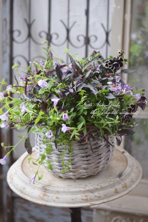 寄せ植え ギャザリング- LittleAntiqueGarden～リトルアンティーク