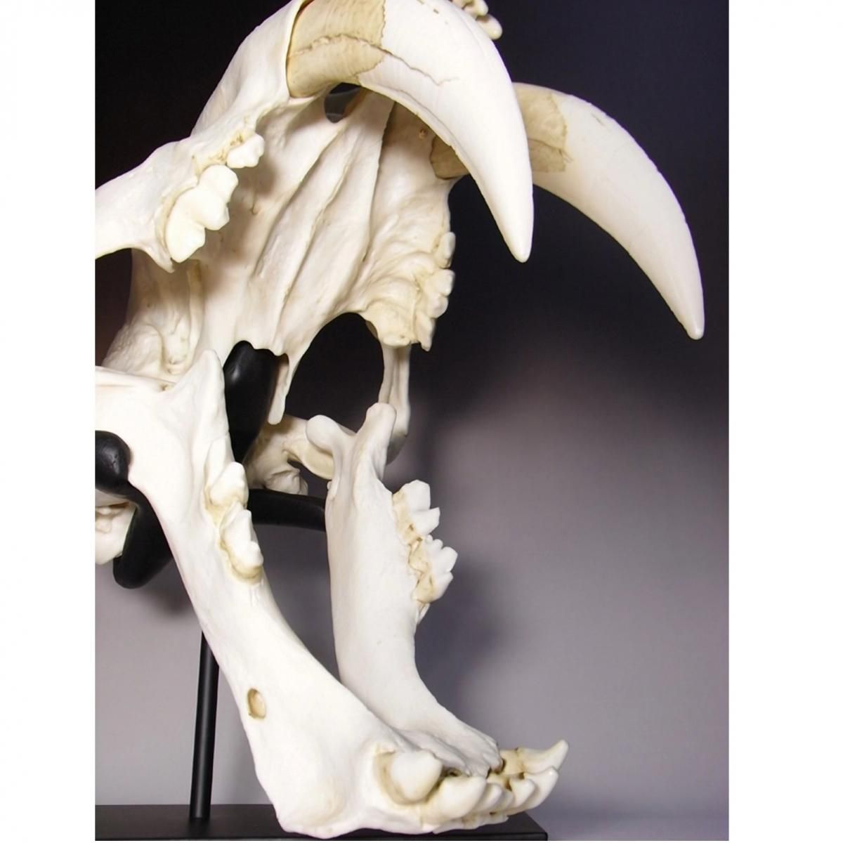 サーベルタイガーのレプリカ 【リアルカラーバージョン】