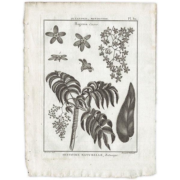 モノクロ ボタニカルアート Hagenia 植物画 1793年 フランス ラマルク