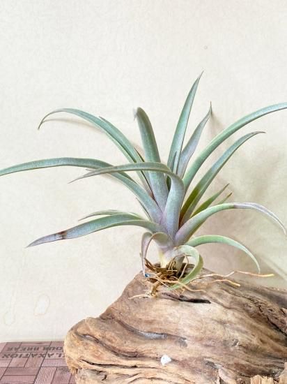 現品】チランジア・ミマ・ミマ T. mima var. mima【A】 - Frontier