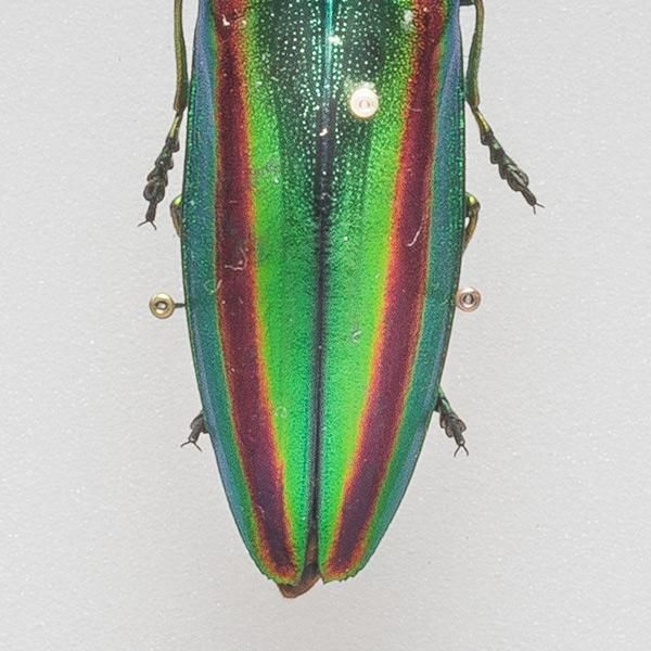 昆虫標本コレクション！ タマムシ- 三宝堂オンラインショップ